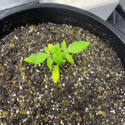 Rock Steady Cookies  growlog photo: Right after top dressing 
