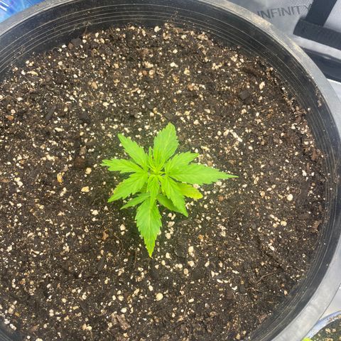 Rock Steady Cookies  growlog photo: The day after top dressing 