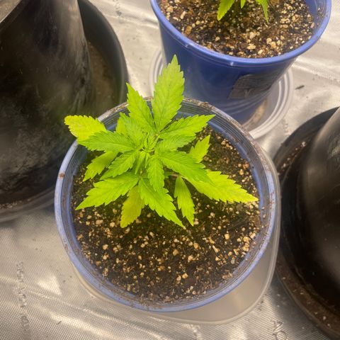 Rock Steady Cookies  growlog photo: The day after top dressing 