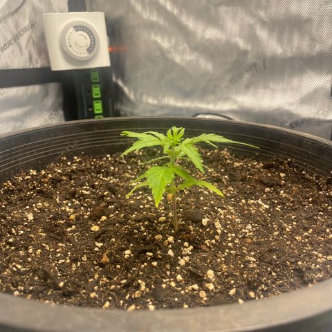 Rock Steady Cookies  growlog photo: The day after top dressing 