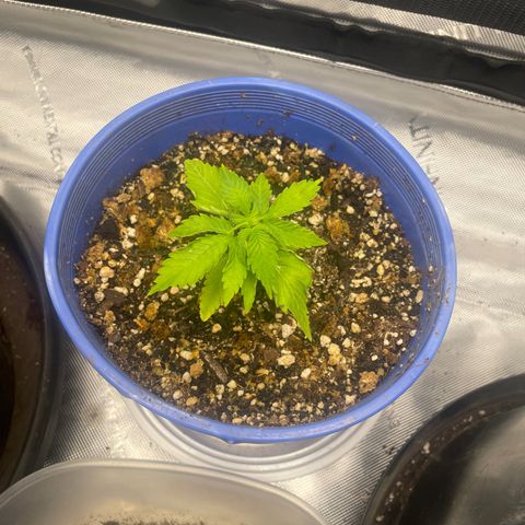Rock Steady Cookies  growlog photo: The day after top dressing 
