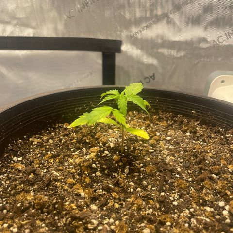 Rock Steady Cookies  growlog photo: The day after top dressing 