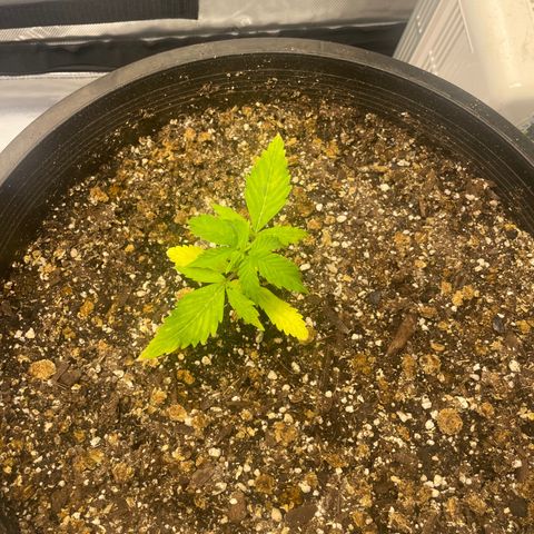 Rock Steady Cookies  growlog photo: The day after top dressing 