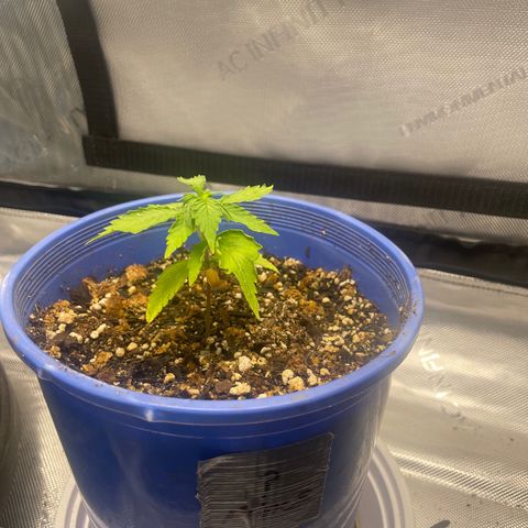 Rock Steady Cookies  growlog photo: The day after top dressing 