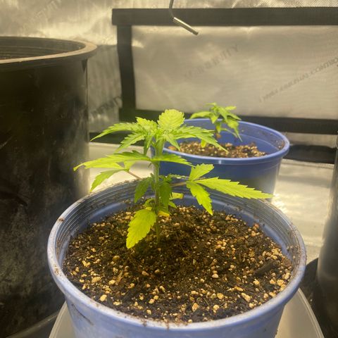 Rock Steady Cookies  growlog photo: The day after top dressing 