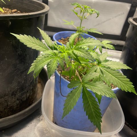 Rock Steady Cookies  growlog photo: Day 30