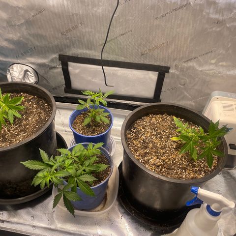 Rock Steady Cookies  growlog photo: Day 30