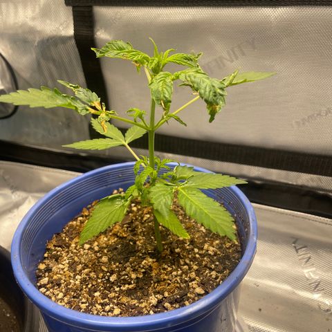Rock Steady Cookies  growlog photo: Day 30