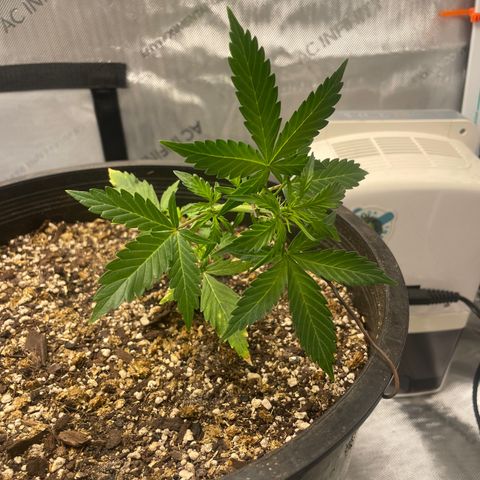 Rock Steady Cookies  growlog photo: Day 30