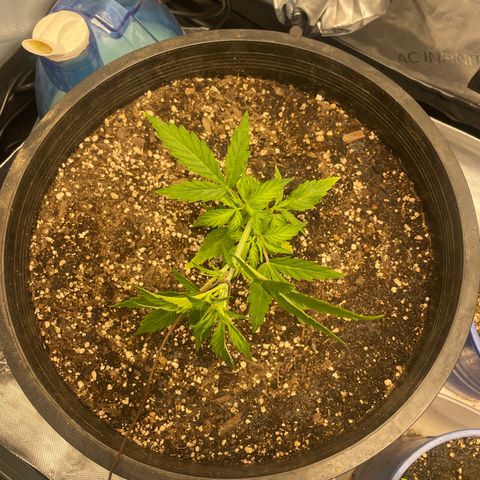 Rock Steady Cookies  growlog photo: Day 30
