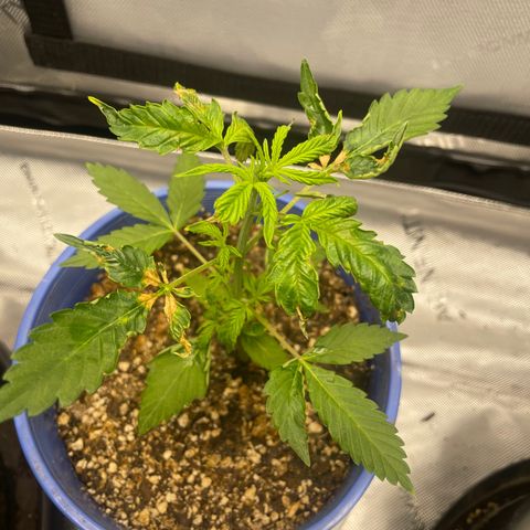 Rock Steady Cookies  growlog photo: Day 30