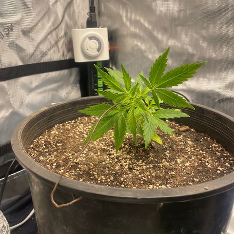 Rock Steady Cookies  growlog photo: Day 30