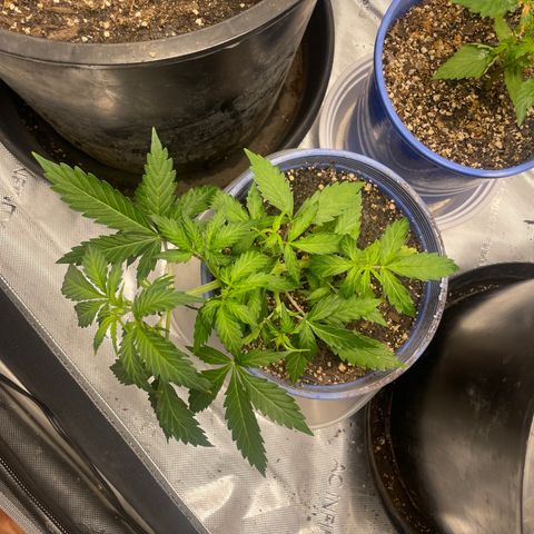Rock Steady Cookies  growlog photo: Day 30