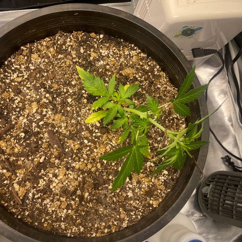 Rock Steady Cookies  growlog photo: Day 30