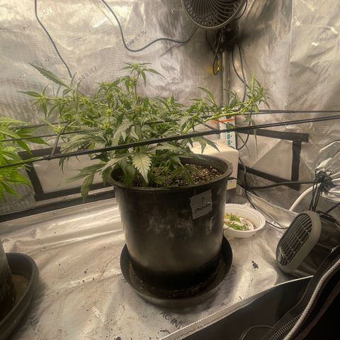 Rock Steady Cookies  growlog photo: Day 44