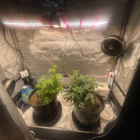 Rock Steady Cookies  growlog photo: Day 44