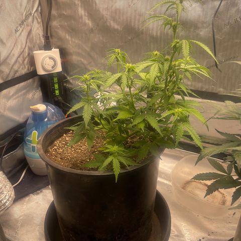 Rock Steady Cookies  growlog photo: Day 44