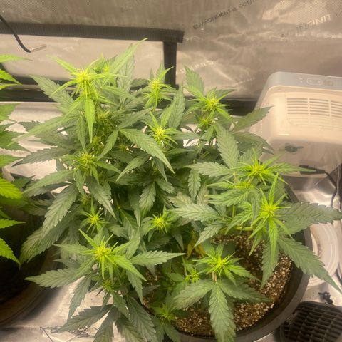Rock Steady Cookies  growlog photo: Day 44