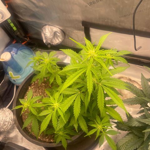 Rock Steady Cookies  growlog photo: Day 44