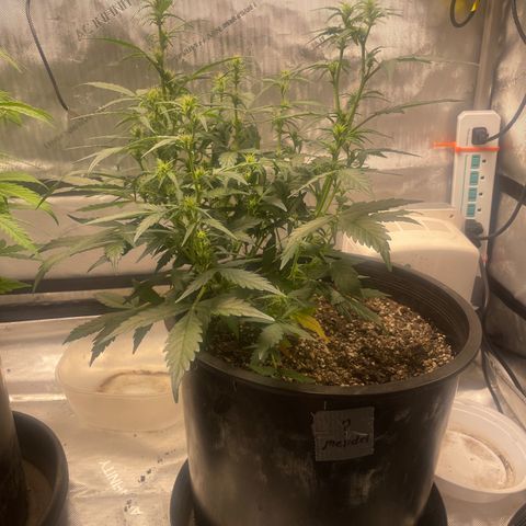 Rock Steady Cookies  growlog photo: Day 44