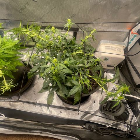 Rock Steady Cookies  growlog photo: Day 44