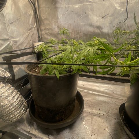 Rock Steady Cookies  growlog photo: Day 44