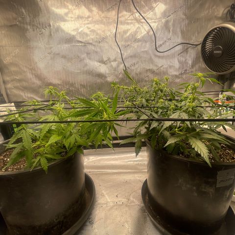 Rock Steady Cookies  growlog photo: Day 44