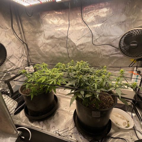 Rock Steady Cookies  growlog timeline photo