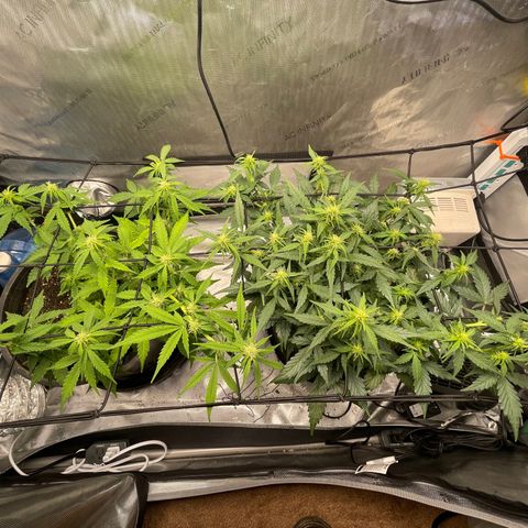 Rock Steady Cookies  growlog timeline photo