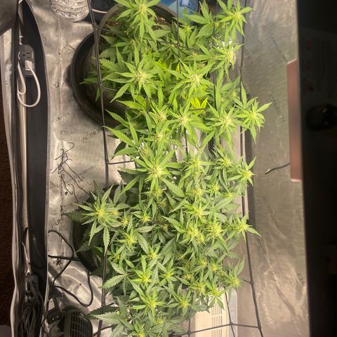 Rock Steady Cookies  growlog photo: Day 55