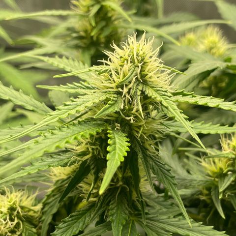 Rock Steady Cookies  growlog photo: Day 55