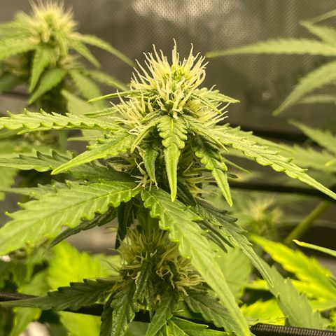 Rock Steady Cookies  growlog photo: Day 55