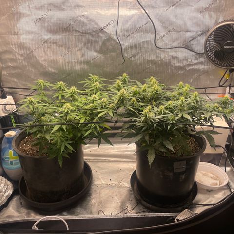 Rock Steady Cookies  growlog photo: Day 55