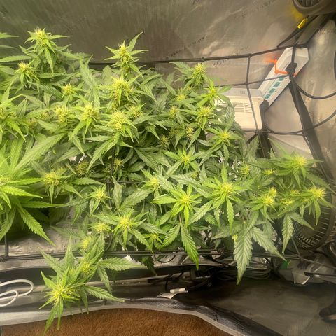 Rock Steady Cookies  growlog photo: Day 55