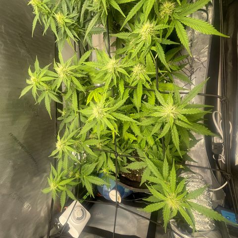 Rock Steady Cookies  growlog photo: Day 55