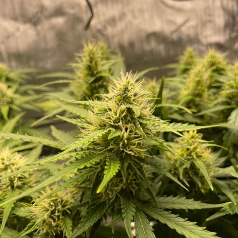 Rock Steady Cookies  growlog photo: Day 60
