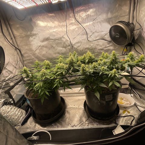 Rock Steady Cookies  growlog photo: Day 60