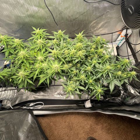 Rock Steady Cookies  growlog photo: Day 60