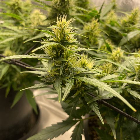 Rock Steady Cookies  growlog photo: Day 60