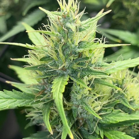 Rock Steady Cookies  growlog photo: 🤞🏾