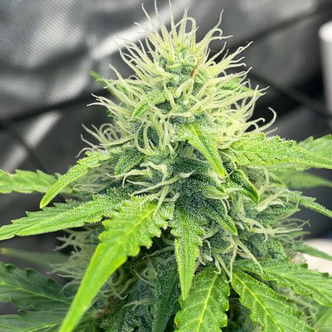 Rock Steady Cookies  growlog photo: 🤞🏾