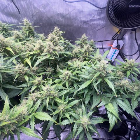 Rock Steady Cookies  growlog photo: 🤞🏾