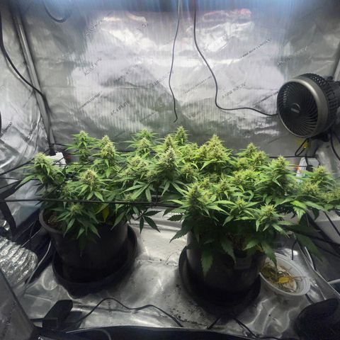 Rock Steady Cookies  growlog photo: 🤞🏾