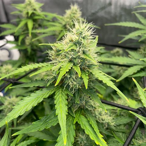 Rock Steady Cookies  growlog photo: 🤞🏾