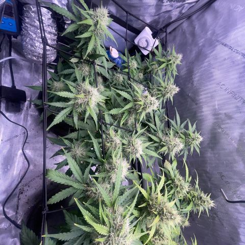 Rock Steady Cookies  growlog photo: 🤞🏾