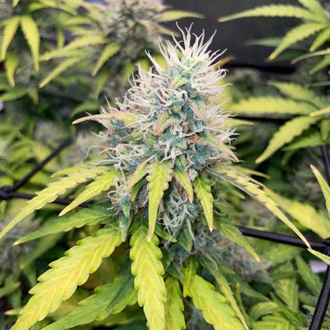 Rock Steady Cookies  growlog photo: Day 73