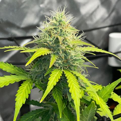 Rock Steady Cookies  growlog photo: Day 73