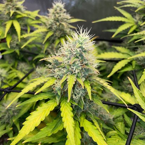 Rock Steady Cookies  growlog photo: Day 73