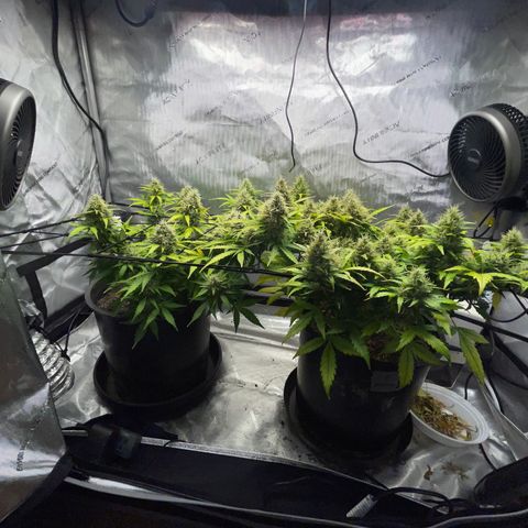 Rock Steady Cookies  growlog photo: Day 73