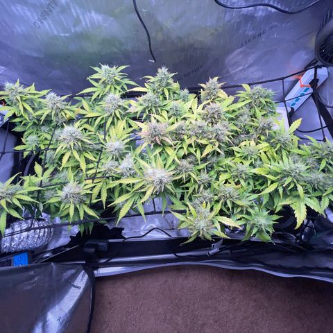 Rock Steady Cookies  growlog photo: Day 73